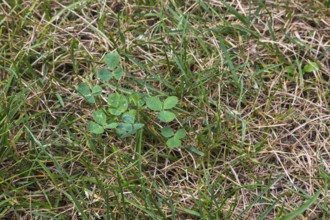 Top view and close-up of Trifolium repens, Dutch Clover growing in distressed Poa pratensis,