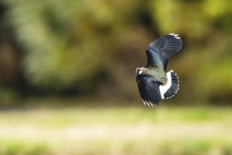 Northern Lapwing, Vanellus vanellus in a flight over autumn marshes