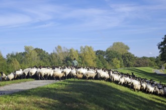 Flock of sheep following a shepherd on a rural path along a green meadow, dyke maintenance, Elbe