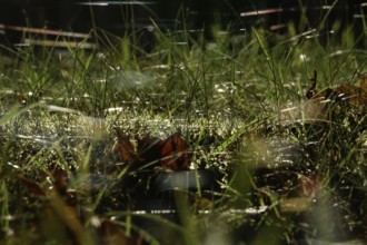 Meadow in October with spider webs, Saxony, Germany, Europe