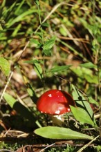 Fly agaric (Amanita muscaria), Lusatia, Saxony, Germany, Europe