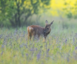 Roe deer (Capreolus capreolus), doe standing in a colourful spring meadow, in the background a