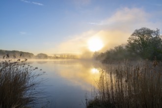 Pond landscape at sunrise, morning mist, reeds, reed (Phragmites australis), blue sky, Thuringia,