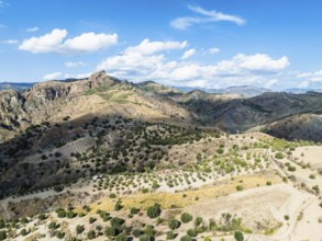 Mountains and Olive groves around Ghost Town from a drone, Pentedattilo Village, Calabria, Italy,