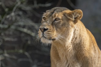 Asiatic Lion (Panthera leo persica), female, portrait, occurring in India, captive