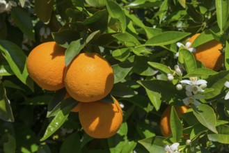 Group of oranges and white blossoms in sunlight on green leaves, orange trees near Skala, Laconia,