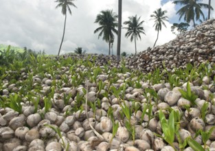 Sprouted coconuts, fruits of the coconut palm (Cocos nucifera), Koh Samui, Thailand, Asia