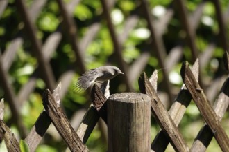 Redstart, May, Baden-Württemberg, Germany, Europe