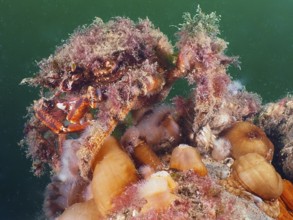 A spider crab (Maja squinado) covered with algae, moving on a reef with clonal plumose anemones