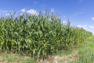 Symbolic image, renewable energies, maize plants, biogas plant, feed maize, maize cobs, clouds,