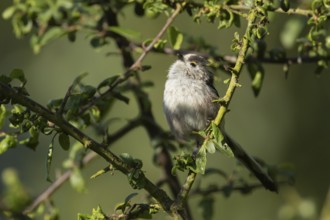 Long tailed tit (Aegithalos caudatus) adult bird in a hedgerow in the summer, Suffolk, England,