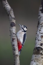 Great spotted woodpecker (Dendrocopos major) adult bird on a Silver birch tree branch, Norfolk,