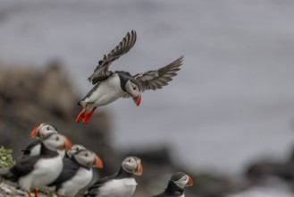 Puffin (Fratercula arctica), approaching to land, Grimsey Island, Iceland, Europe