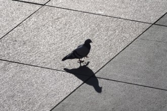 City pigeon with shadow, wintertime, Saxony, Germany, Europe