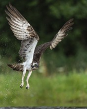 Western osprey (Pandion haliaetus) hunting, Aviemore, Scotland, Great Britain