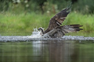 Western osprey (Pandion haliaetus) hunting, Aviemore, Scotland, Great Britain