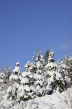 Snow-covered winter forest, snow-covered spruces (Picea abies) on a sunny winter day with blue sky,