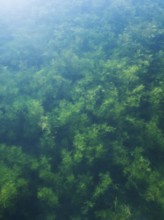 Water plants in the Geiseltalsee, clear water, background picture, Braunsbedra, Saxony-Anhalt,