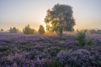 Heath landscape, flowering common heather (Calluna vulgaris), birch (Betula), at sunrise in the