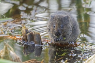 Water vole (Arvicola amphibius) adult animal eating pond weed in a lake in the summer, Suffolk,