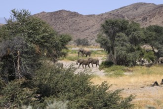 Desert elephants (Loxodonta africana) in the Huab dry river, Damaraland, Kunene region, Namibia,