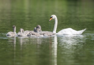 Mute swan (Cygnus olor), adult and young birds swimming on a pond, Thuringia, Germany, Europe