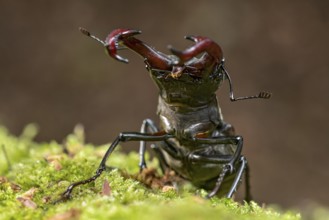 Stag beetle (Lucanus cervus), horned beetle, fire beetle, male with large mandibles, upper jaw,