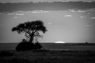 B&W sunrise landscape photo with a single tree silhouette standing in front of the Etosha salt pan.