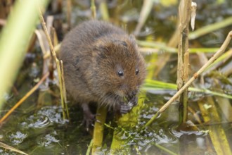 Water vole (Arvicola amphibius) adult rodent animal feeding on pondweed in a reedbed on a pond,