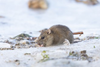 Brown rat (Rattus norvegicus) adult animal feeding on seed on a frozen pond, England, United