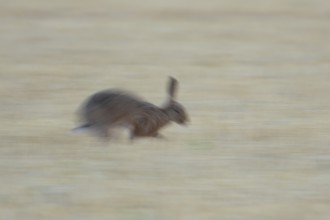 European brown hare (Lepus europaeus) adult animal running across a farmland stubble field,