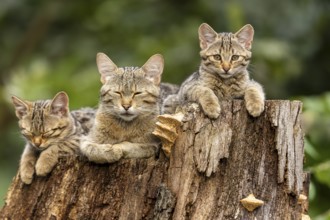 An attentive cat and two sleeping cats on a tree trunk, forest and tranquillity, wildcat (Felis