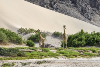 Angola giraffes (Giraffa camelopardalis angolensis) in front of a dune, Hoanib dry river,