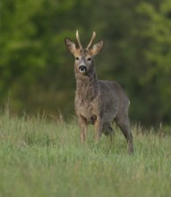 Roe deer (Capreolus capreolus), roebuck with beginning hair change standing in a meadow and looking