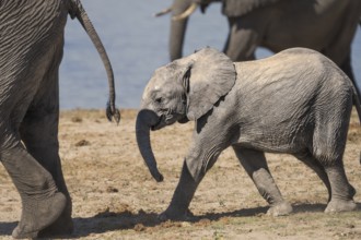 Elephant calf, Loxodentra africana, is following its mother closely behind her back. Chobe National