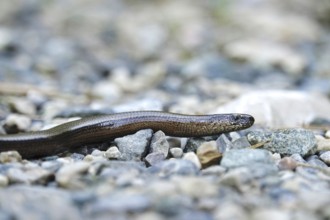 Slow worm (Anguis fragilis), August, Bavaria, Germany, Europe