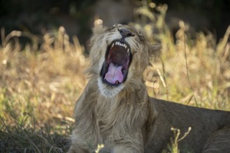 Lion cub (Panthera leo), yawning with the mouth wide open, showcasing it's teeth, Savuti, Chobe