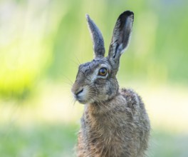 European hare (Lepus europaeus) portrait, wildlife, Thuringia, Germany, Europe