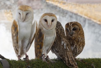 Two barn owls and two tawny owls sitting side by side on a grassy ground in daylight, captivity,