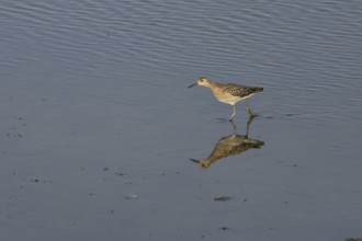 Ruff (Philomachus pugnax) adult wading bird walking in shallow water, England, United Kingdom,