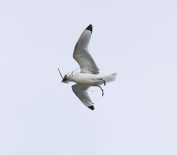 Black-legged kittiwake (Rissa tridactyla), adult bird in flight with nesting material in bill,