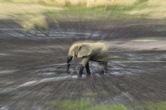 Forest elephant (Loxodonta cyclotis) in the Dzanga Bai forest clearing, illegal hunting, poaching,