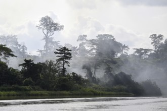 Fog over the rainforest along the Sangha River, Dzanga-Sangha Complex of Protected Areas (DSPAC),