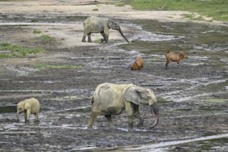 Forest elephants (Loxodonta cyclotis) and bongo antelopes (Tragelaphus eurycerus) in the Dzanga Bai