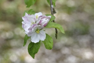 Apple blossoms (Malus), white blossoms with bokeh in the background, close-up, Wilnsdorf, North