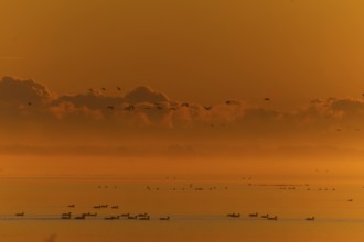 Water reflections and flying birds during an intense sunset, Crane (Grus grus) wildlife, Western