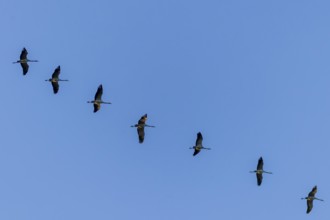 Cranes in straight formation in the clear blue sky, Crane (Grus grus) wildlife, Western Pomerania