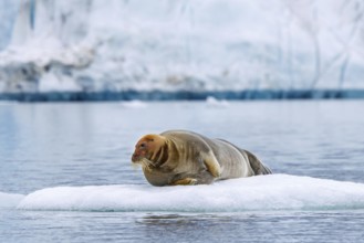 Bearded seal (Erignathus barbatus) resting on ice floe in front of ice wall of glacier along the