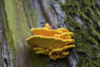 A bright yellow mushroom growing on a moss-covered tree trunk, sulphur polypore (Laetiporus