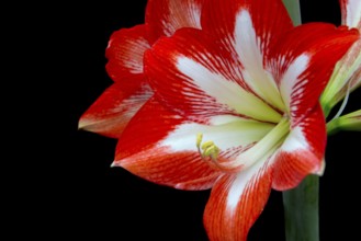 Close-up of a red amaryllis flower shows detailed petal structures against a black background